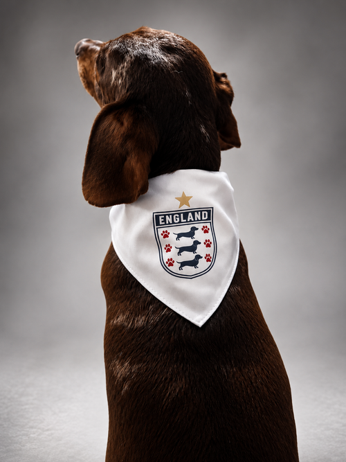 Dog wearing a bandana with an England emblem on a gray background